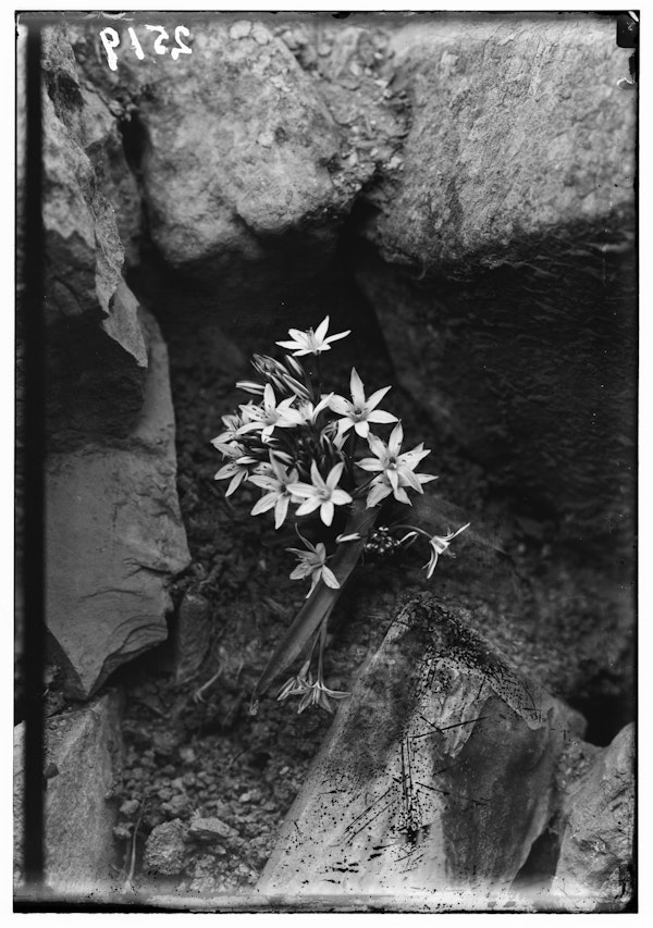 Photograph of Palestinian wildflower